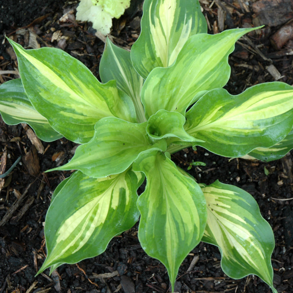 Lakeside Paisley Print Hosta