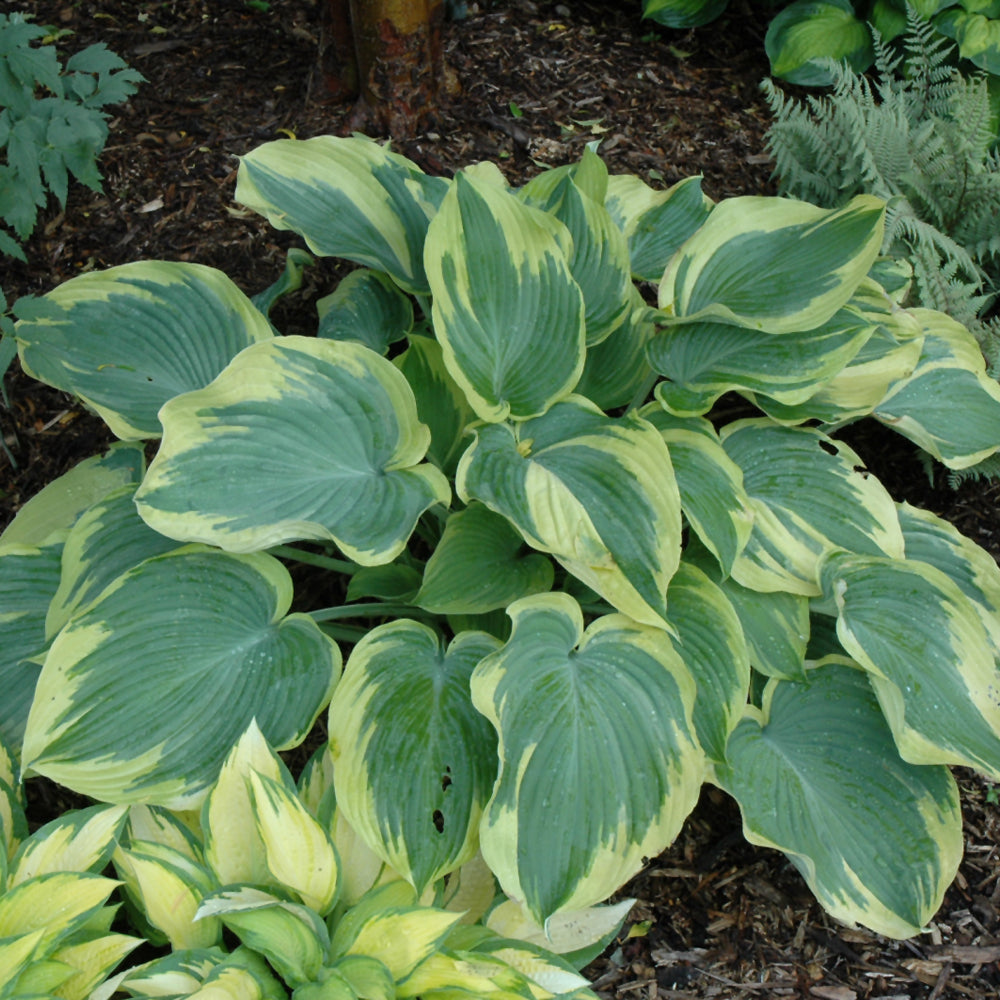 Hosta 'Earth Angel'