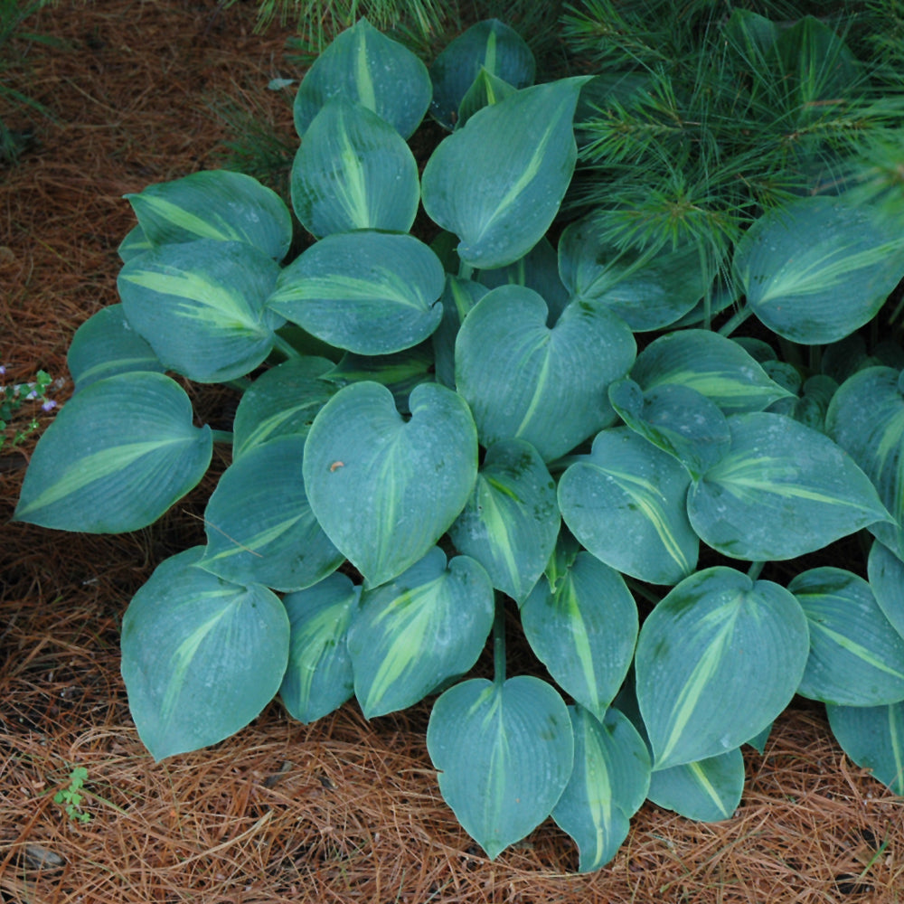 Touch Of Class Hosta