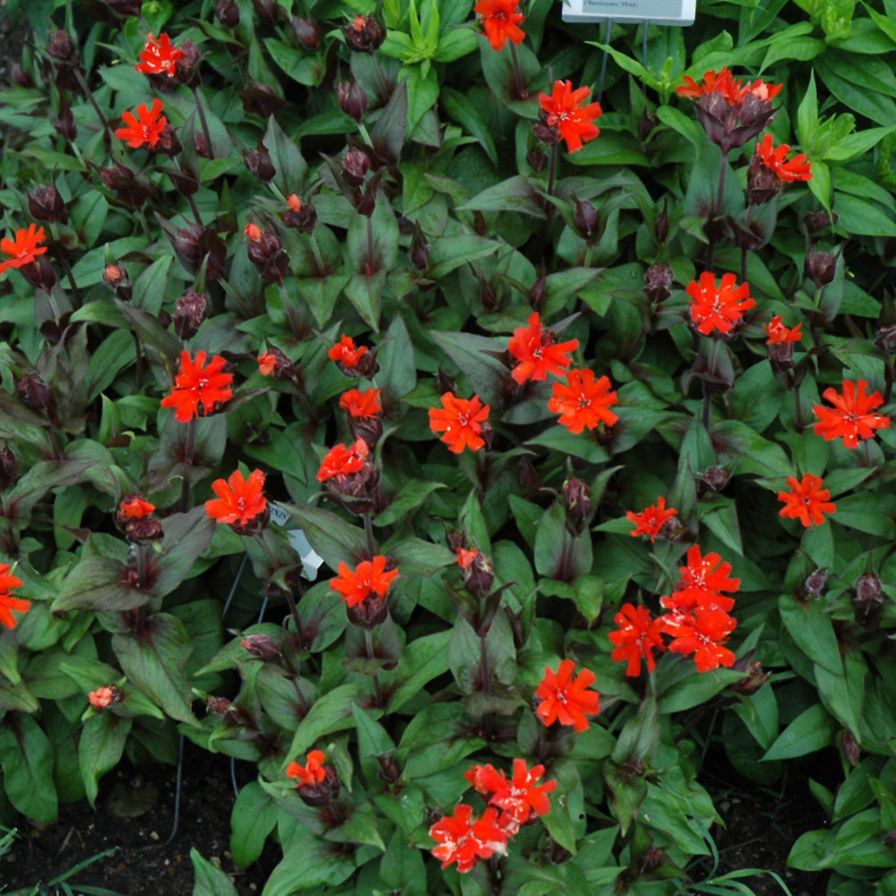 Lychnis x arkwrightii 'Orange Gnome'