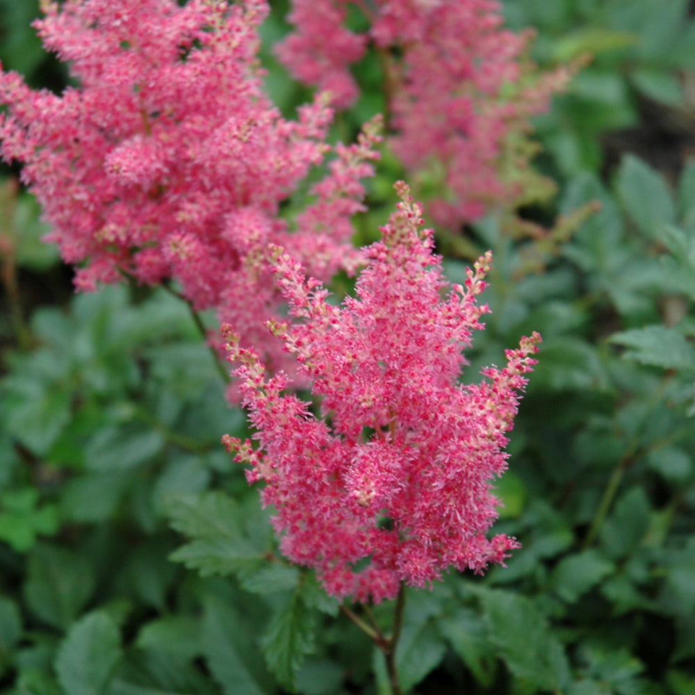 Astilbe japonica 'Rheinland'