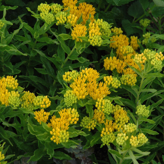 Asclepias tuberosa 'Hello Yellow'