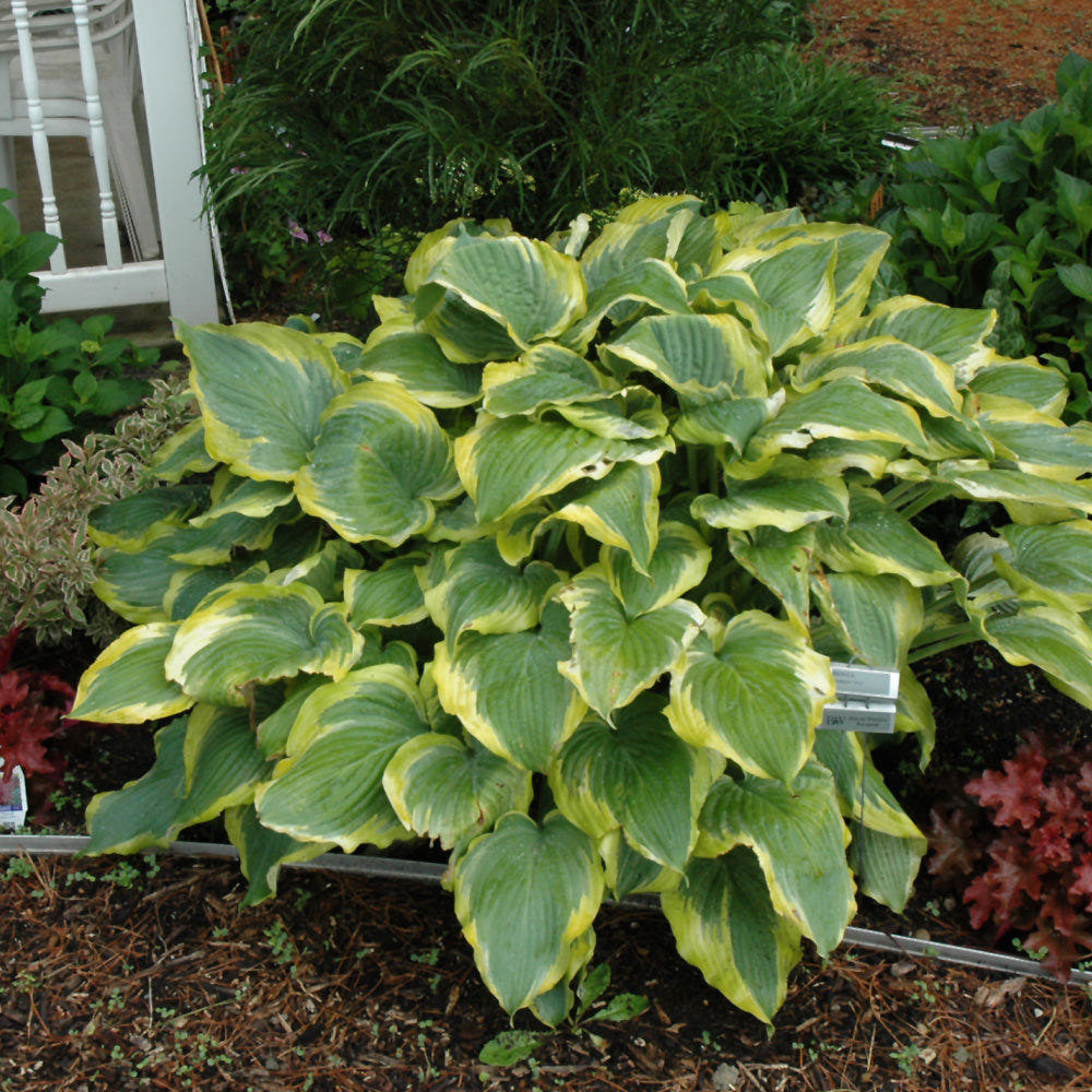 Hosta 'Seducer'