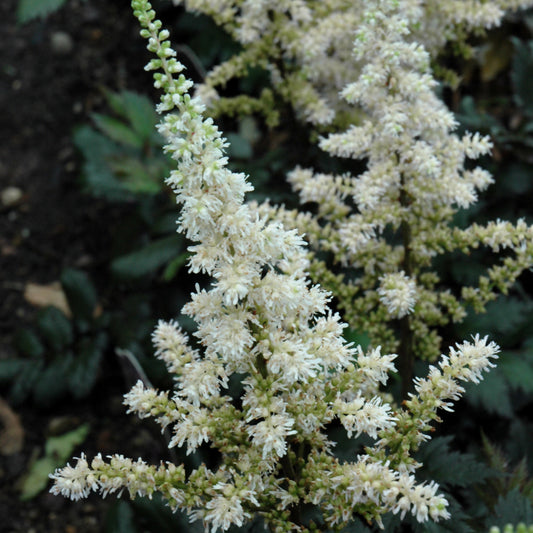 Astilbe chinensis 'Visions in White'