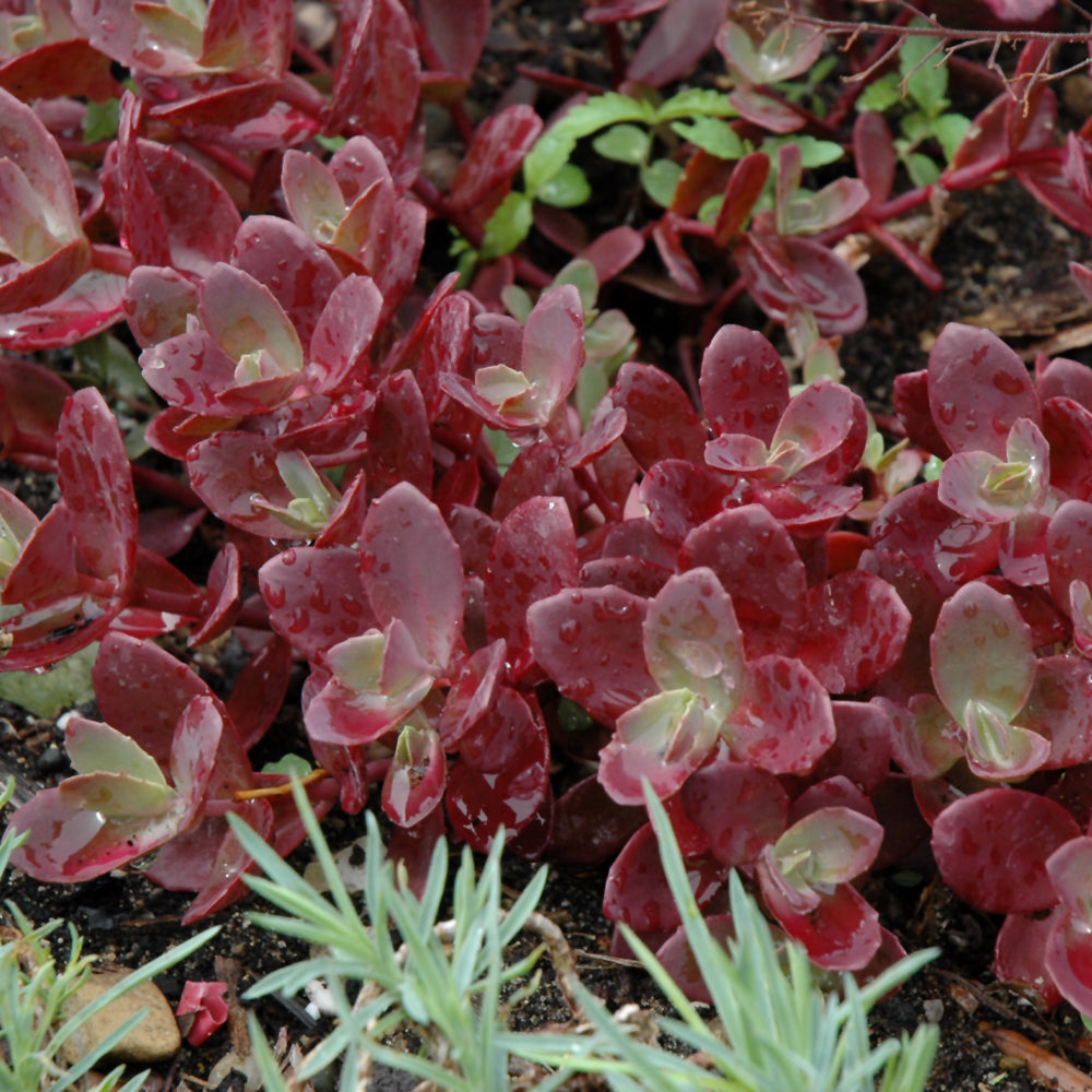 Sedum 'Firecracker'