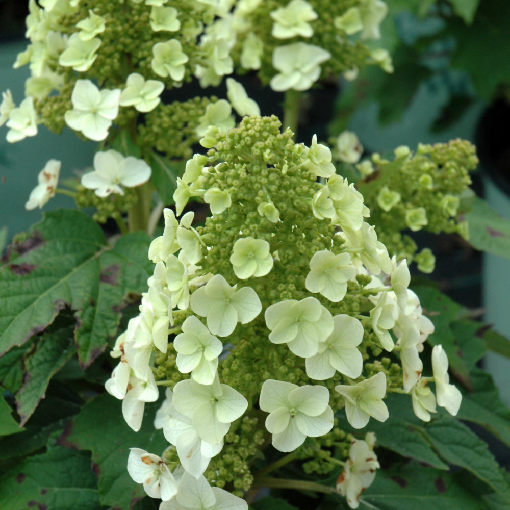 Hydrangea quercifolia 'Munchkin'