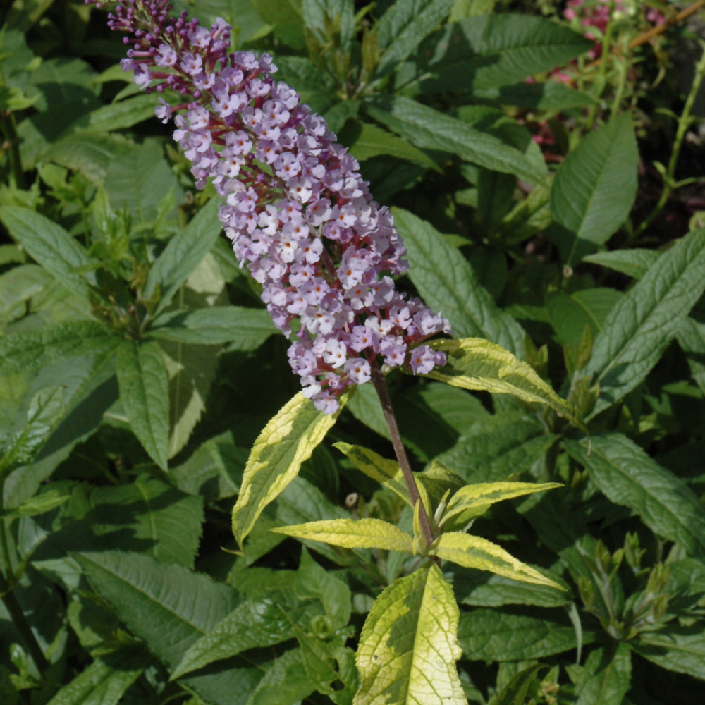 Buddleia 'Summer Skies'