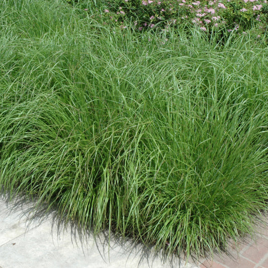 Pennisetum alopecuroides