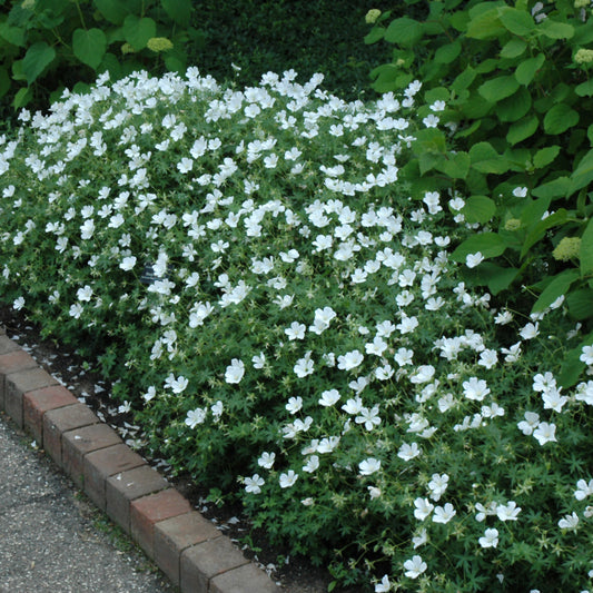 Geranium sanguineum 'Album'