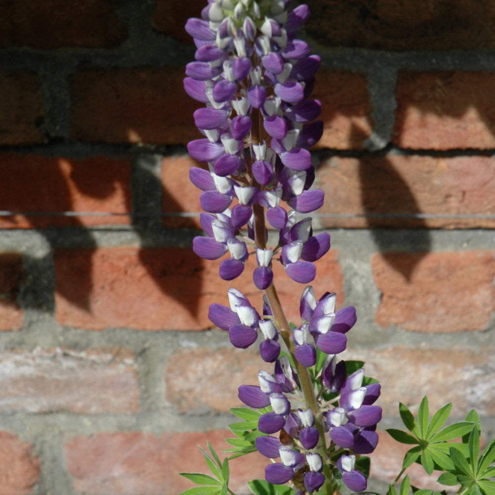 Lupinus 'Gallery Blue Shades'