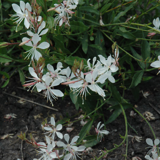 Gaura lindheimeri 'Sparkle White'