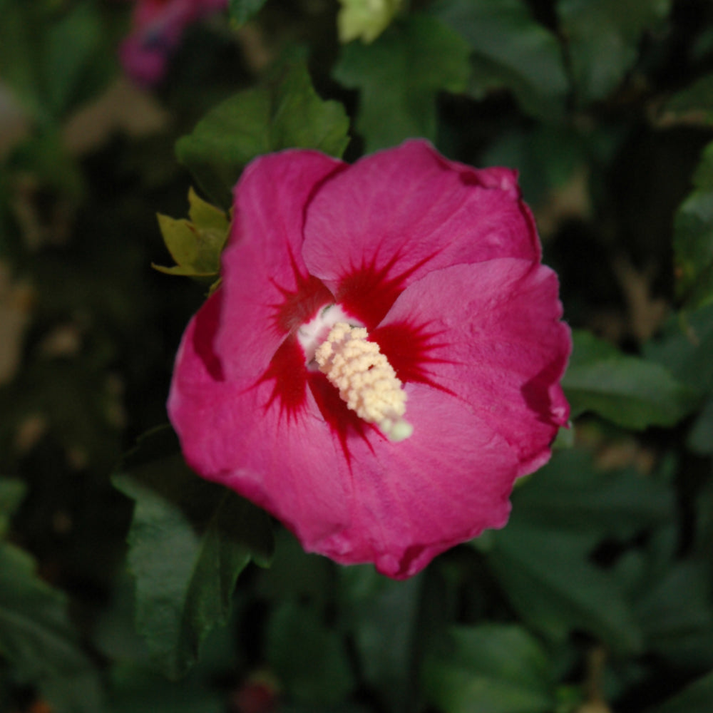 Hibiscus syriacus 'SHIMRV24'