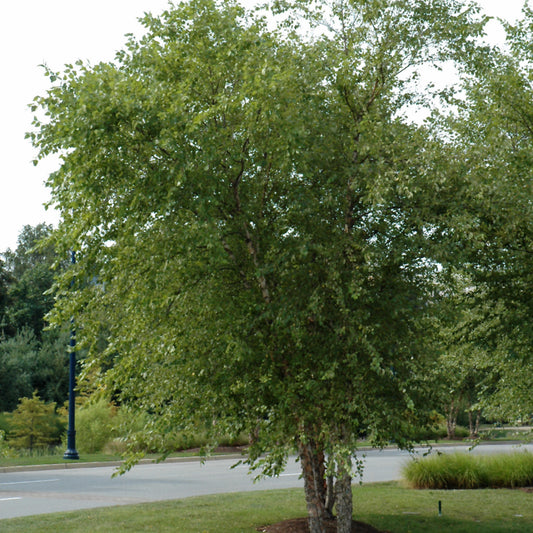 Betula nigra '(clump)'