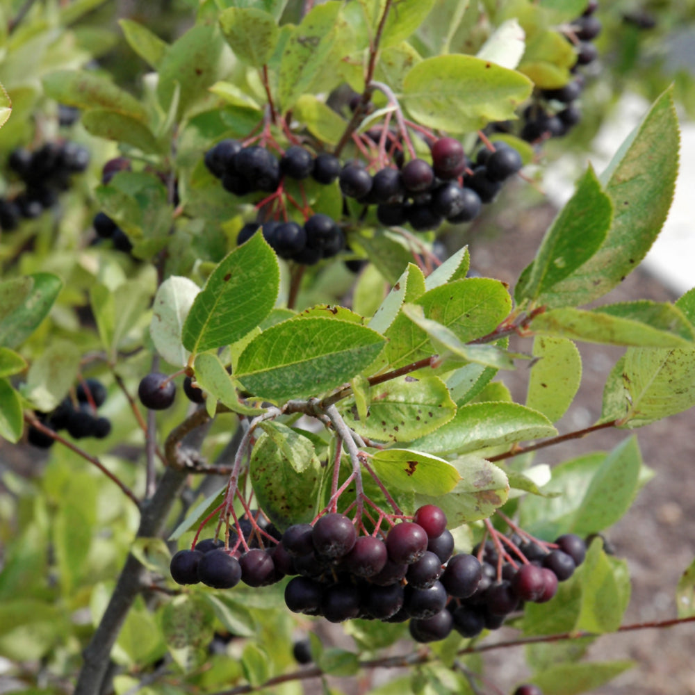 Iroquois Beauty Black Chokeberry