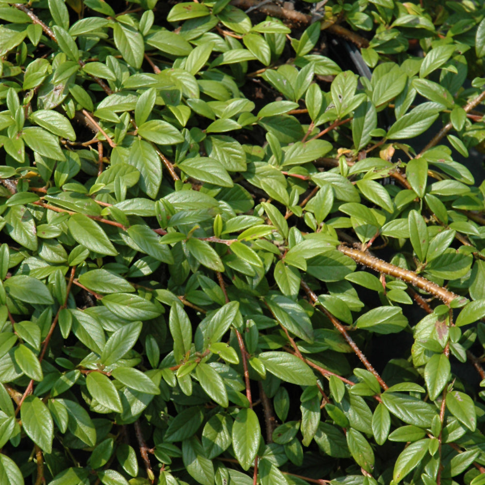 Cotoneaster salicifolius 'Repens'