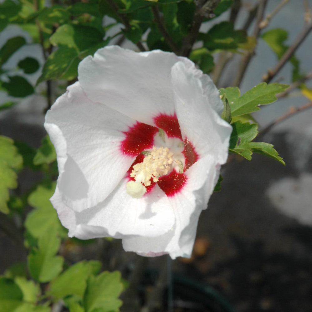 Hibiscus syriacus 'Red Heart'