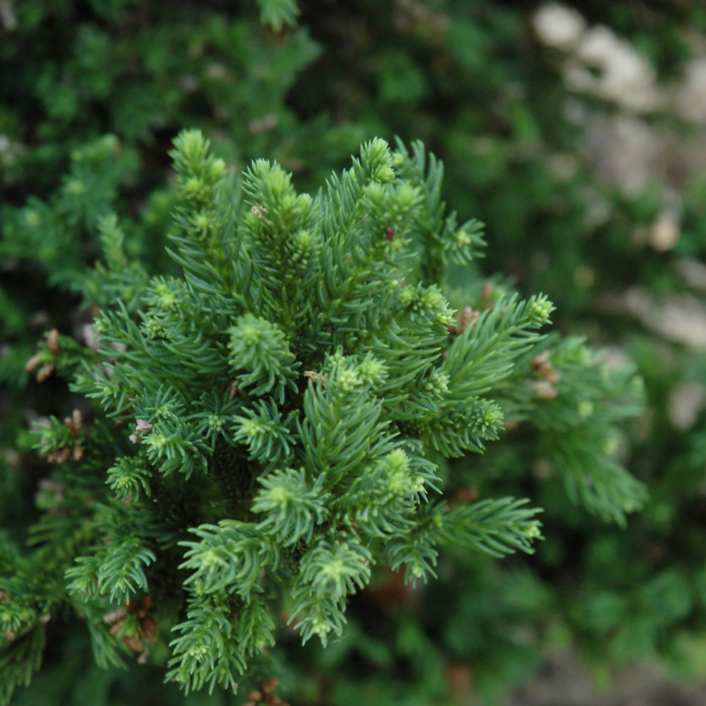 Cryptomeria japonica 'Black Dragon'