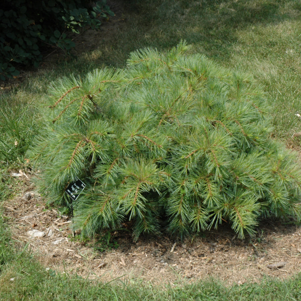 Pinus strobus 'Shaggy Dog'