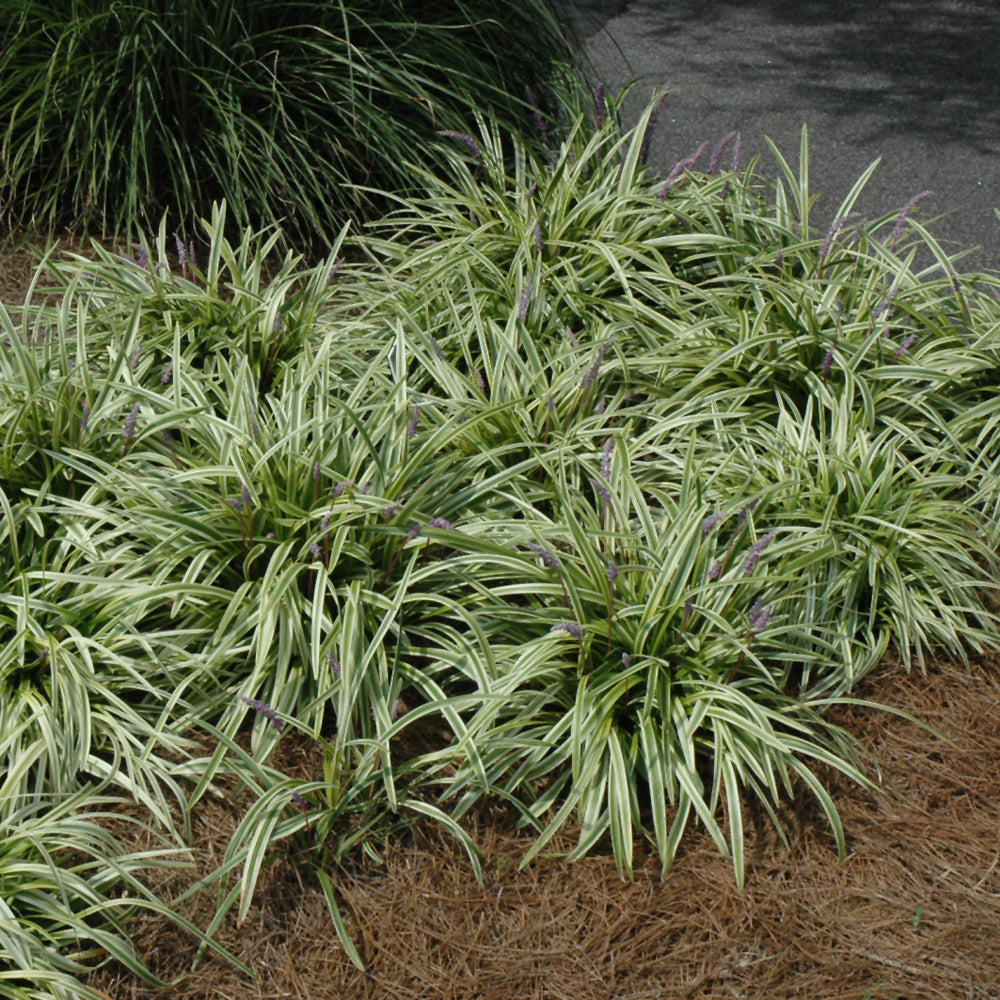 Variegata Lily Turf