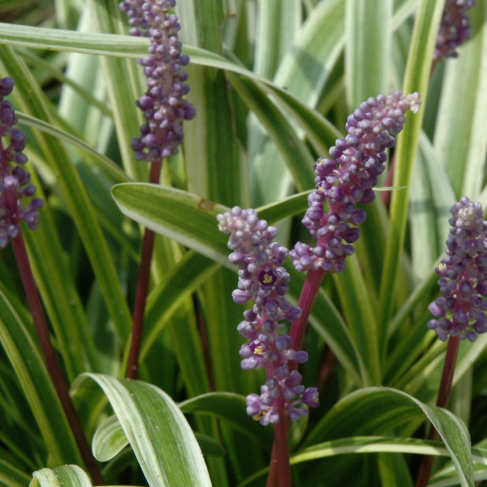 Liriope muscari 'Variegata'