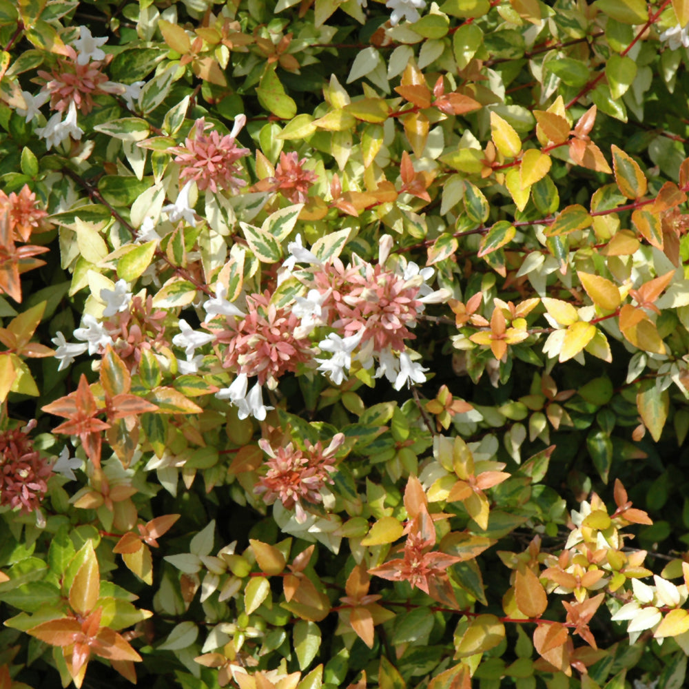 Abelia x grandiflora 'Kaleidoscope'