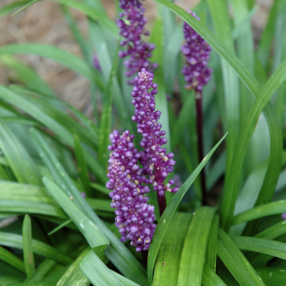 Liriope muscari 'Royal Purple'