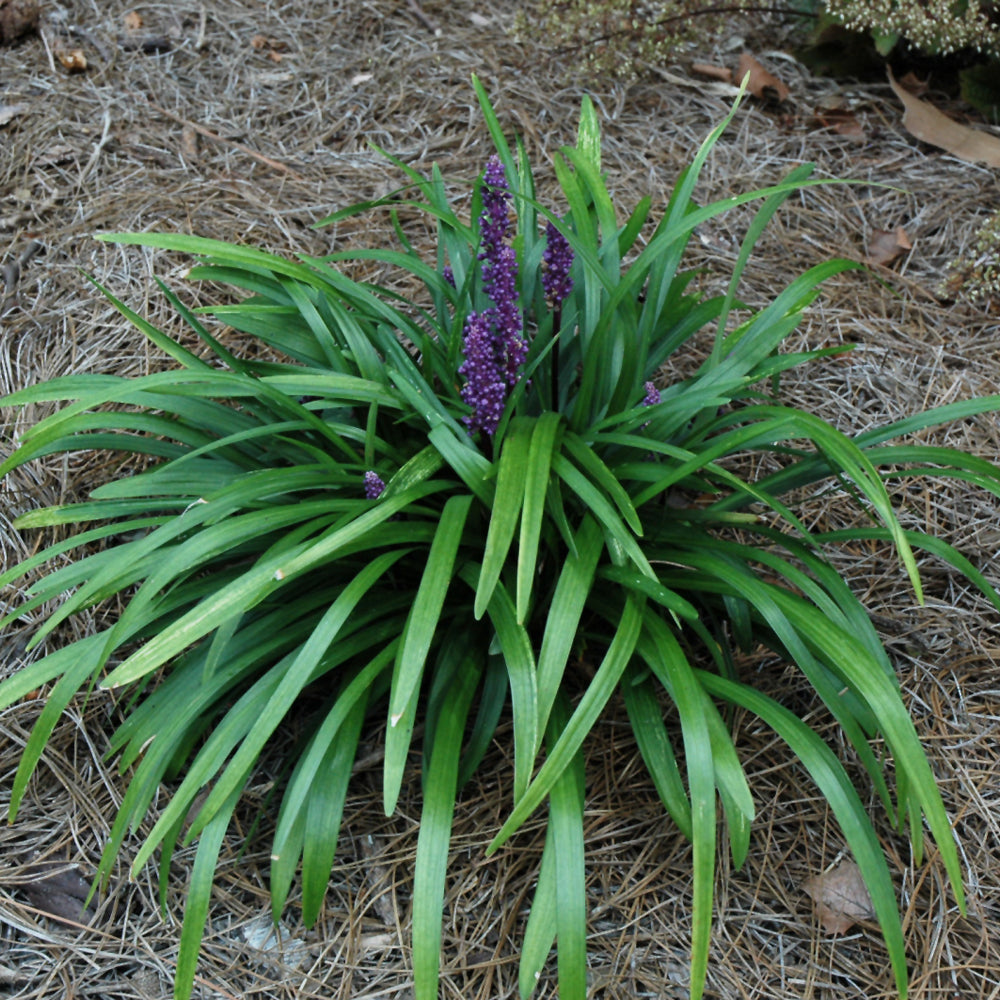 Royal Purple Lily Turf