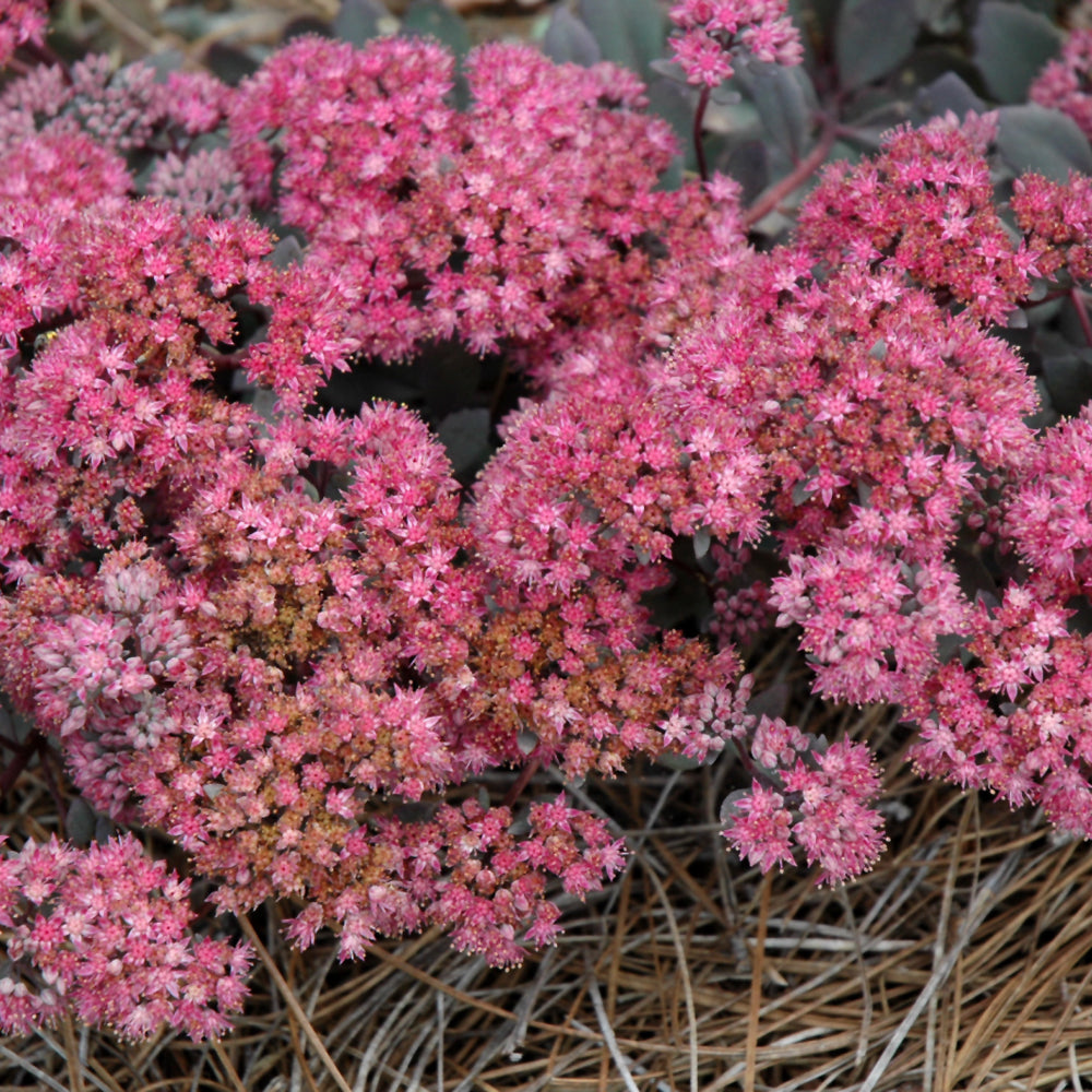 Sedum 'Dazzleberry'