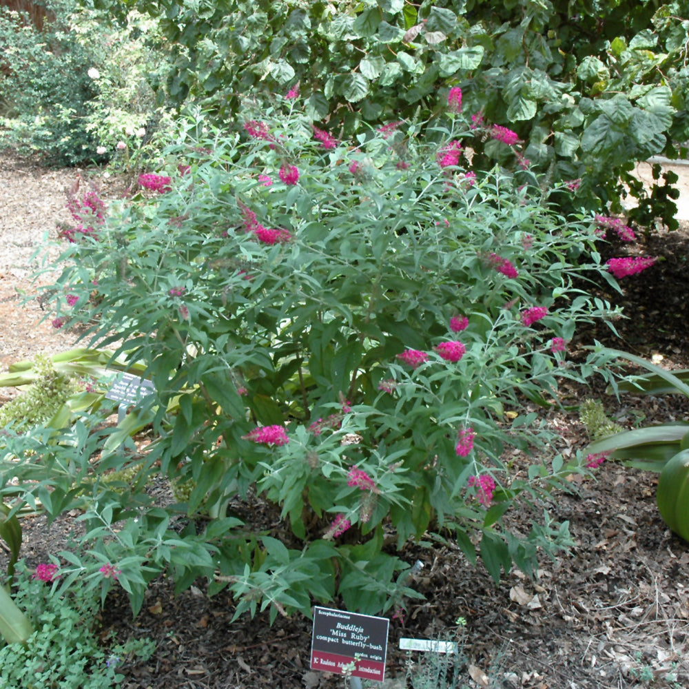 Miss Ruby Butterfly Bush