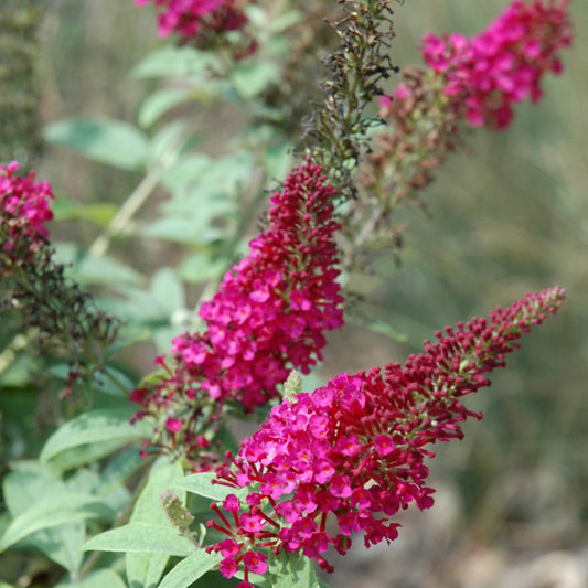 Buddleia davidii 'BotEx 006'