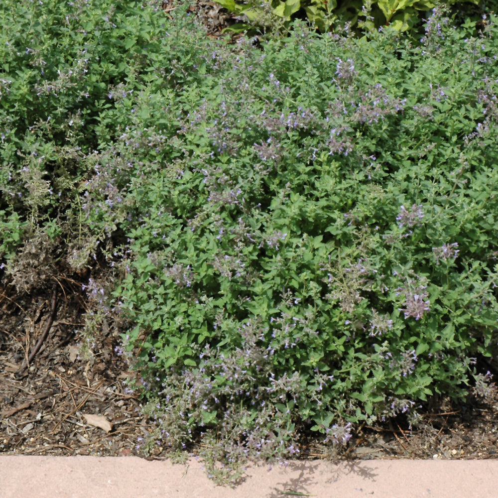 Nepeta x faassenii 'Novanepjun'