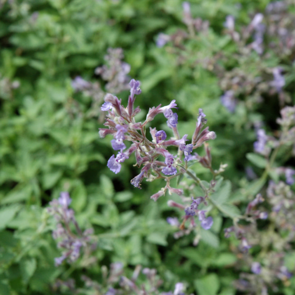 Junior Walker Catmint