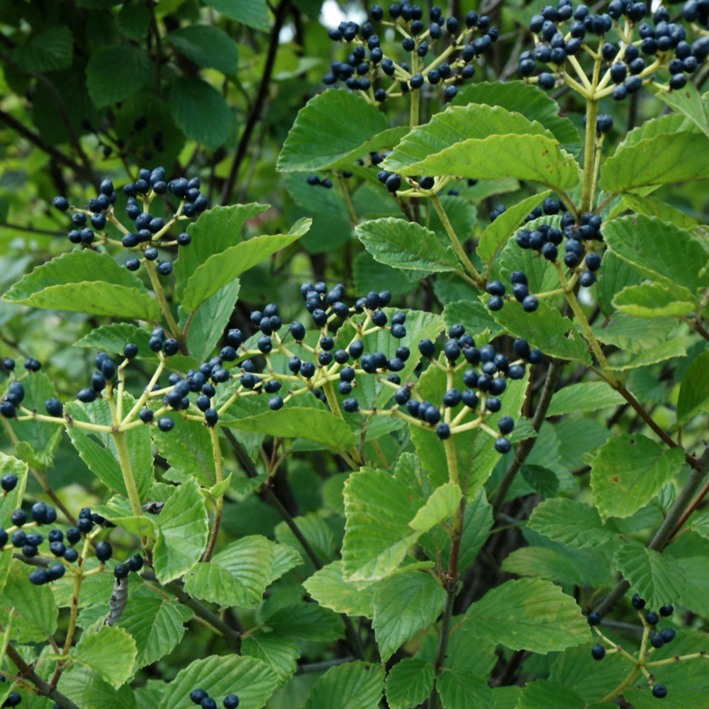 Blue Blaze Viburnum