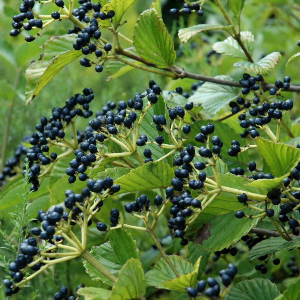 Viburnum dentatum