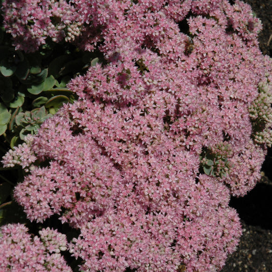 Sedum 'Lime Zinger'