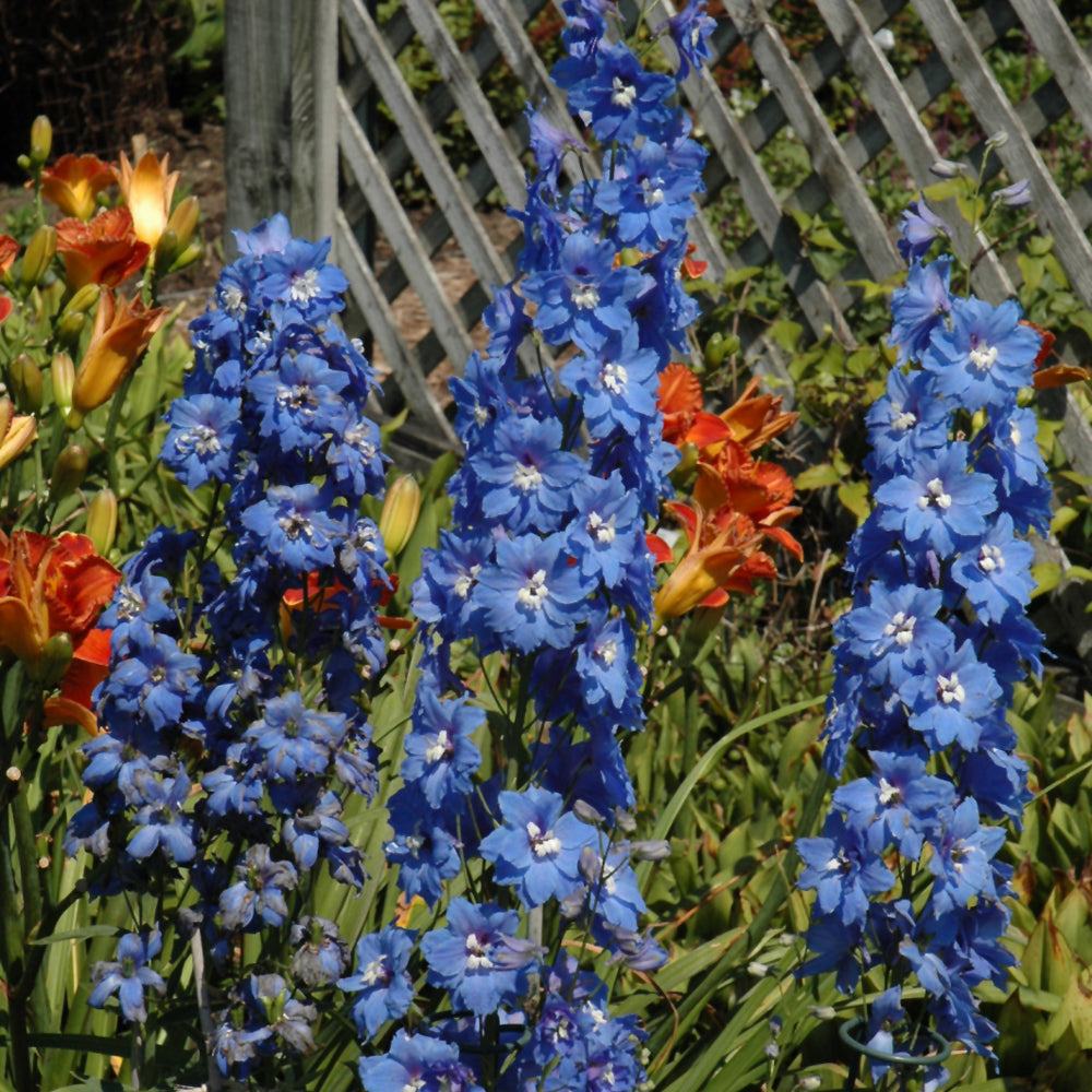 Delphinium 'Cobalt Dreams'