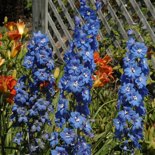 Delphinium 'Cobalt Dreams'