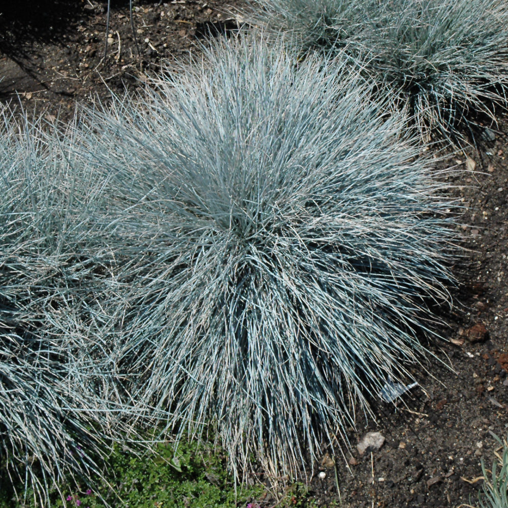 Festuca glauca 'Elijah Blue'