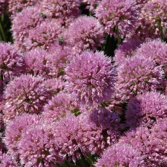Allium 'Millenium'