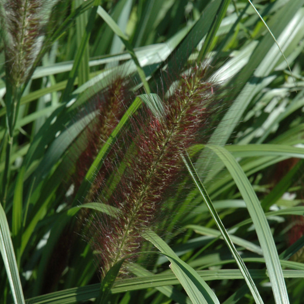 Red Head Fountain Grass