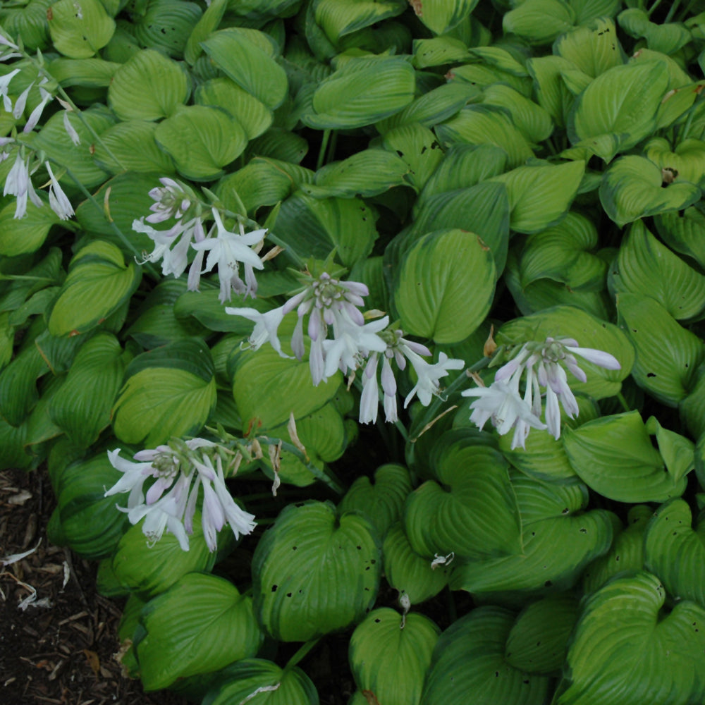 Guacamole Hosta