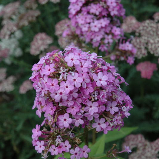 Phlox paniculata 'Jeana'