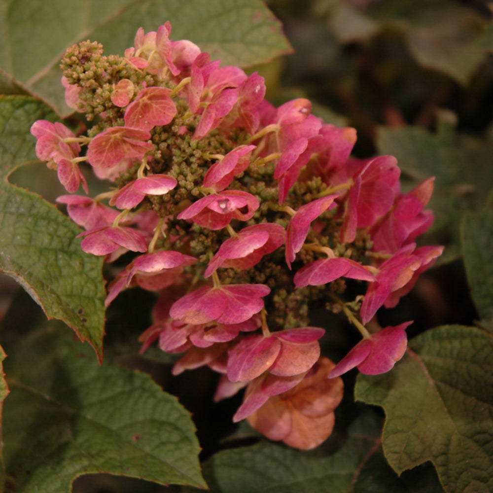 Hydrangea quercifolia 'Ruby Slippers'