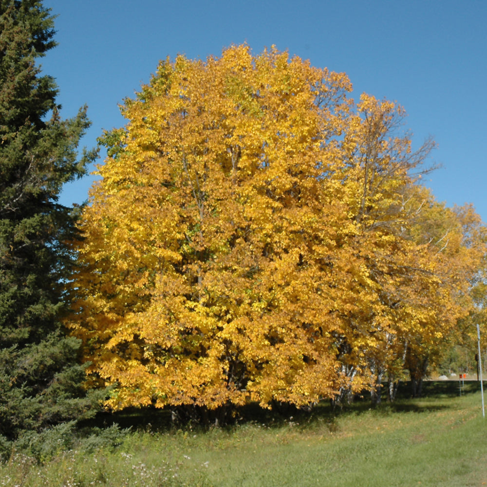 Tilia americana