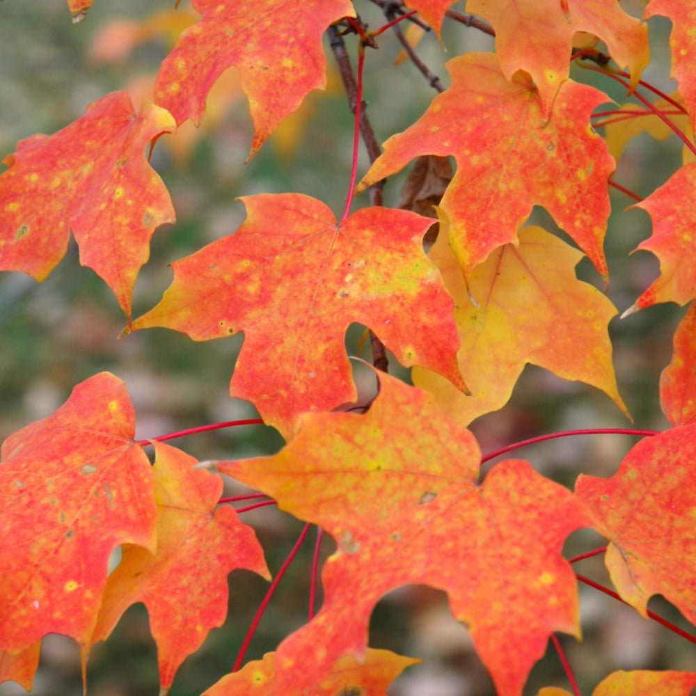 Sugar Maple