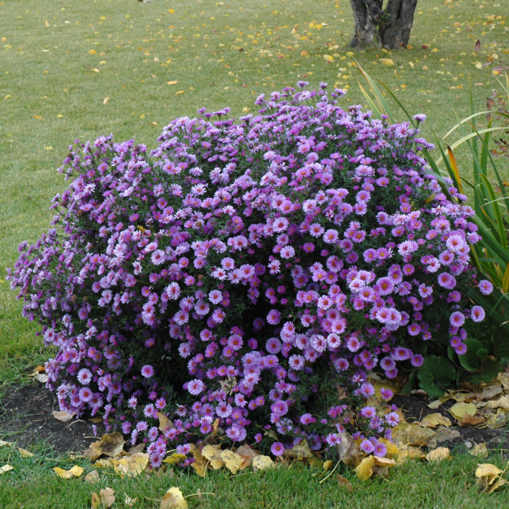 Purple Dome Aster