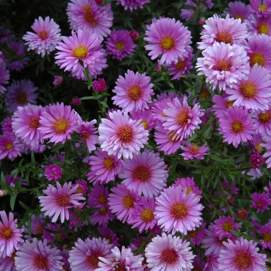 Symphyotrichum novae-angliae 'Purple Dome'