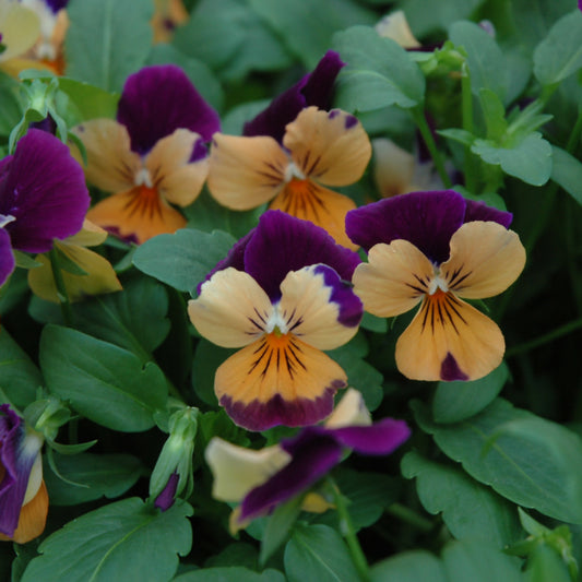 Viola 'Sorbet XP Orange Jump Up'