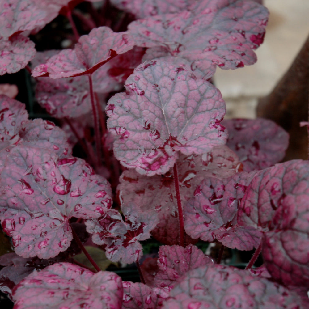 Heuchera 'Grape Expectations'