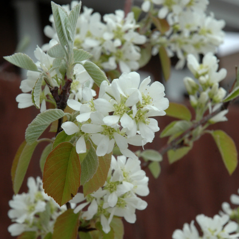 Standing Ovation™ Saskatoon Berry